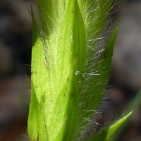 Crossandra infundibuliformis (L.) Nees